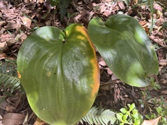 Proiphys cunninghamii