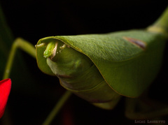 Stagmatoptera binotata