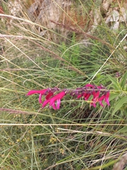 Salvia orbignaei