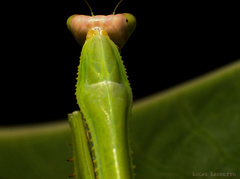 Stagmatoptera binotata