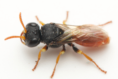 Arpactophilus