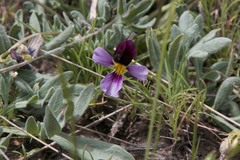 Viola beckwithii