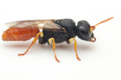 Arpactophilus