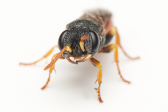 Arpactophilus