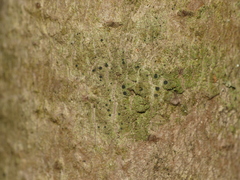 Bacidia circumspecta