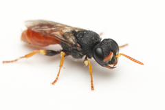 Arpactophilus