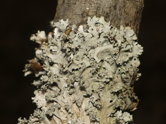 Parmotrema gardneri
