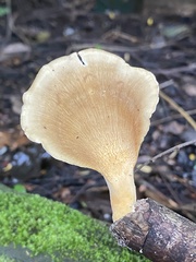 Favolus fuscolineatus