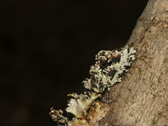 Parmotrema gardneri