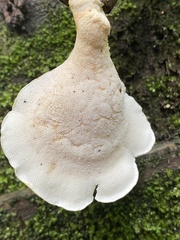 Favolus fuscolineatus