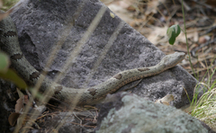 Crotalus lepidus klauberi