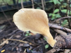 Favolus fuscolineatus