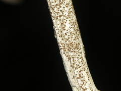 Huneckia pollinii