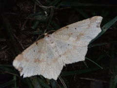 Pareclipsis gracilis