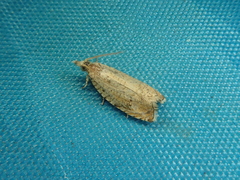 Neoanathamna nipponica