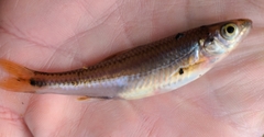 Notropis texanus