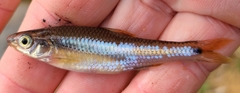 Notropis texanus