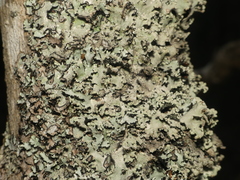 Parmotrema subisidiosum