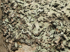 Parmotrema subisidiosum