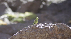 Psilopsiagon aurifrons