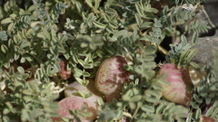 Astragalus arnottianus
