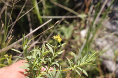 Pimelea neoanglica