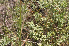 Pimelea neoanglica