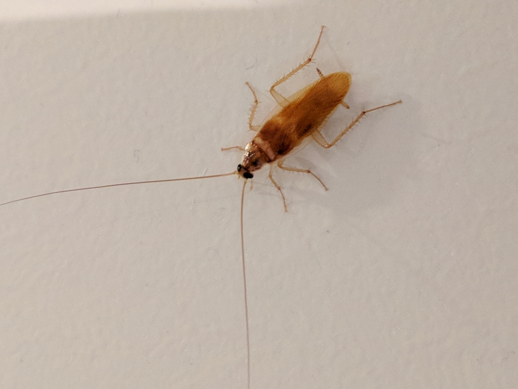Brown-banded Cockroach
