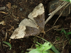 Oglasa bifidalis