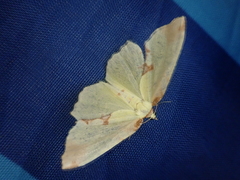 Corymica pryeri