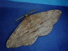 Apocleora rimosa