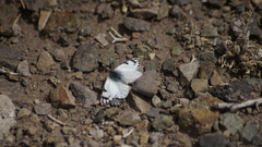 Phulia nymphula