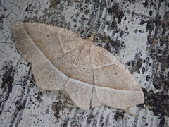 Rhynchobapta cervinaria