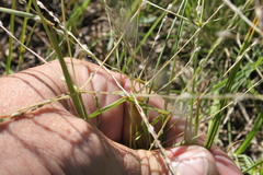Digitaria ammophila