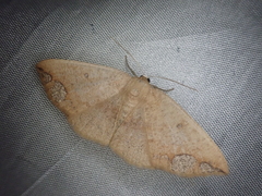 Ecpetelia albifrontaria