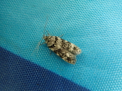 Teleiodes linearivalvata