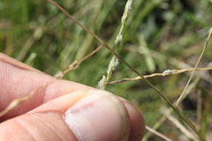 Digitaria ammophila