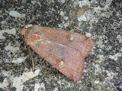 Diarsia canescens