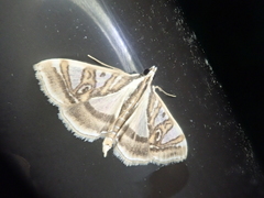 Glyphodes duplicalis