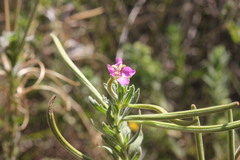 Epilobium billardiereanum