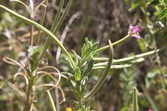 Epilobium billardiereanum