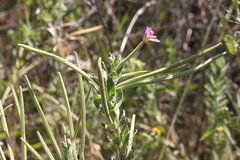 Epilobium billardiereanum