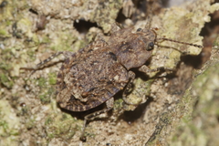 Syrphetodes marginatus