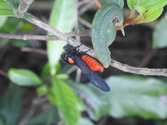 Huechys sanguinea