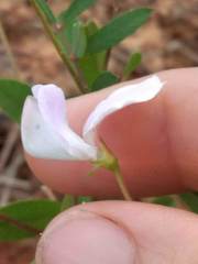 Tephrosia florida