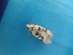 Altenia inscriptella