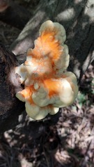 Laetiporus