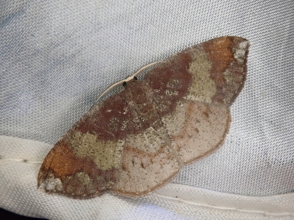 Astygisa morosa