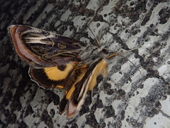 Asteropetes noctuina