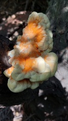 Laetiporus